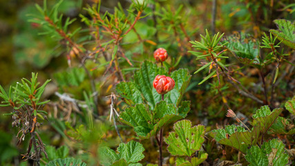 Berry cloudberry grows in the Yamal tundra
