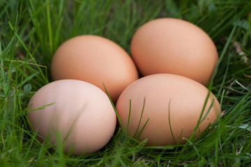 chicken eggs lying in a nest of green grass