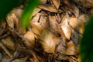 dry leaves on the ground