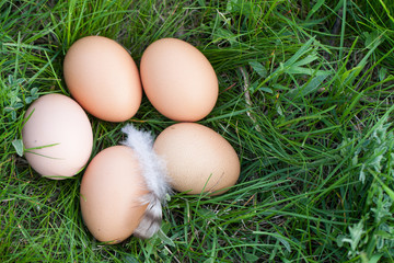 chicken eggs lying in a nest of green grass with copy space for your text. Top view