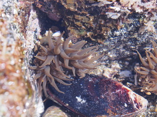 イソギンチャク