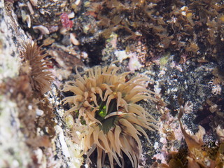 イソギンチャク