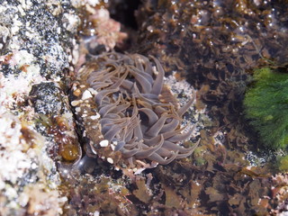 イソギンチャク