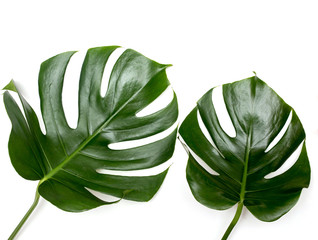 Fototapeta na wymiar Exotic monstera plant on a white background