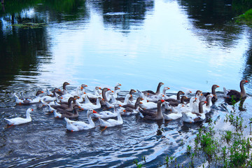 domestic geese swim on the river
