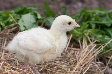Little cute turkey in a straw nest