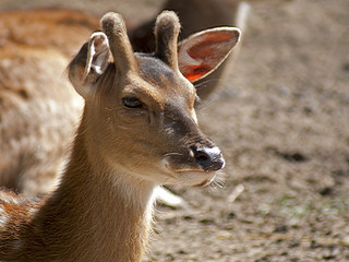 Jeleń sika © Henryk Olszewski