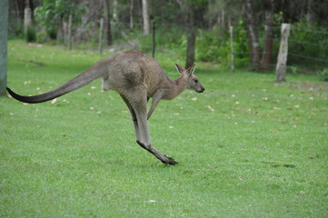 Naklejka na ściany i meble Australia - Newcastle-kangaroo