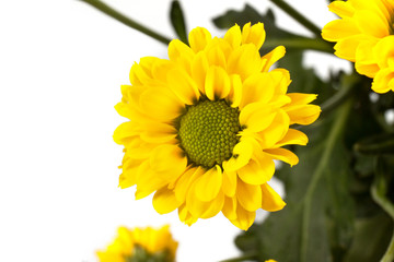 Yellow spring flower