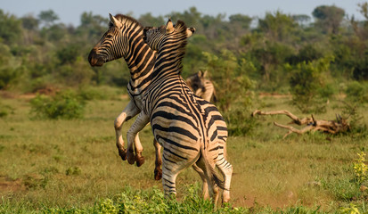 Obraz premium Zebra stallions fighting in Africa