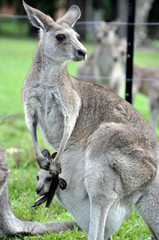 Australia - Newcastle-kangaroo