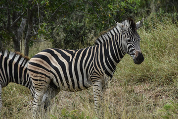 Fototapeta na wymiar Zebra adult