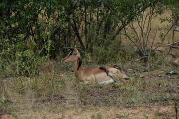 Impala lying down