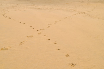 person and dog footprint of the desert