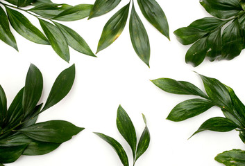 green leaves on white background - Powered by Adobe