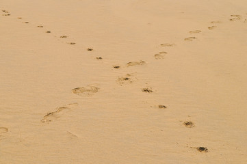 person and dog footprint of the desert