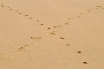 person and dog footprint of the desert