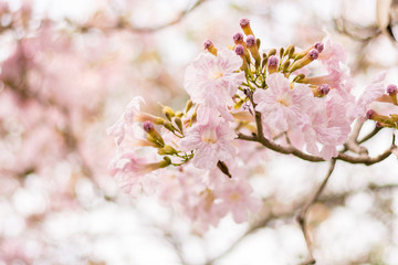 Pink trumpet. Close up Tabebuia sweet pink flower with bokeh blooming in Thailand. Sping season beginning with full bloom flowers.