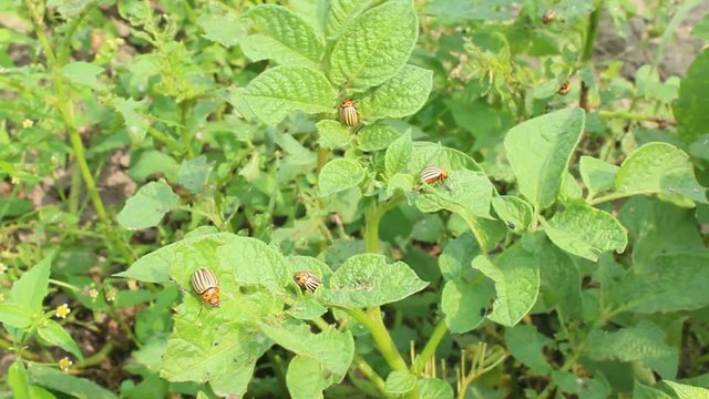 colorado gluttonous bugs gobble up the leaf of potato
