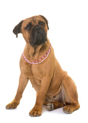 Obraz premium puppy bull mastiff