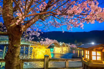 Cherry blossom Full Bloom at Kintaikyo Bridge