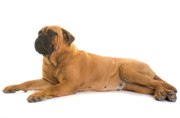 puppy bull mastiff