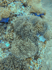 Naklejka na ściany i meble Soft coral in south Andaman Ocean, Krabi, Thailand