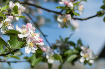 Obraz premium Spring Blossoms APPLE