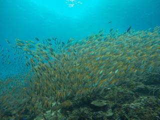 Naklejka na ściany i meble school fish of yellow tails in south Andaman Ocean, Krabi, Thailand