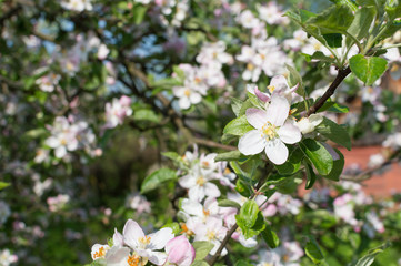 Spring Blossoms APPLE