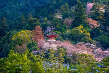 Küchenrückwand glas motiv Itsukushima Shrine with sakura © f11photo