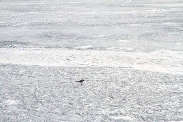 A nice little gray bird on the ice of Lake Baikal in winter.