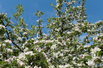 Spring Blossoms APPLE