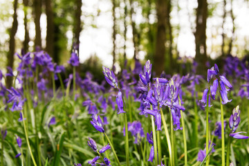 Naklejka premium Bluebells growing on an english woodland floor