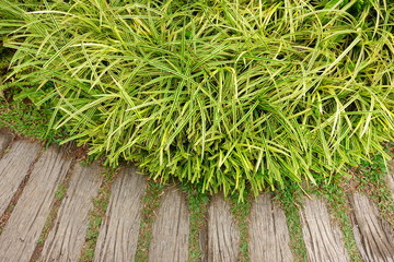 Details of the nature for background 