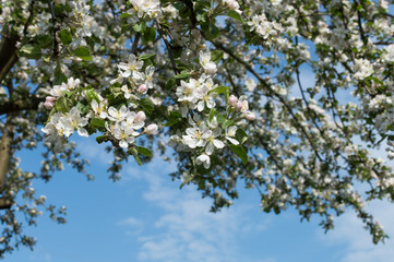 Naklejka premium Spring Blossoms APPLE