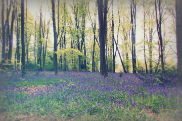 Bluebells growing on an english woodland floor