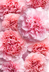 Mothers day concept of pink carnation flowers background