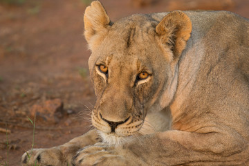 Fototapeta na wymiar Lions eye in African sun