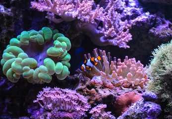 Naklejka na ściany i meble Reef tank, marine aquarium. Blue aquarium full of plants. Percula. Neon green bubble coral. Clavularia. Zoanthus. Tank filled with water for keeping live underwater animals. 