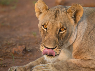 Lion in African sunrise