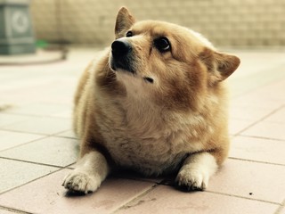 corgi