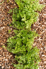 Parsley in mulch in the garden