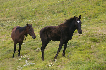 Giumenta con il suo puledro