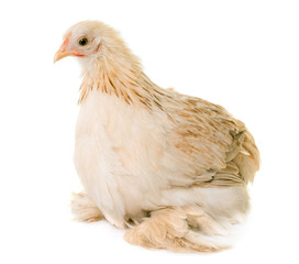 Pekin chicken in studio
