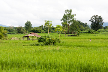 Rice fields in northern Thailand