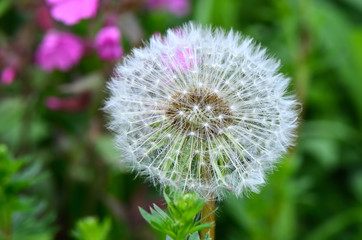 Detail of dandelion  /  Detail of dandelion in our czech meadow. Focus is on the center of the flower.