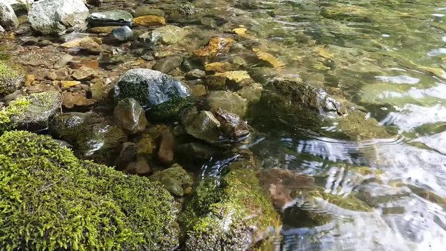 A frog sits on a rock in a mountain stream