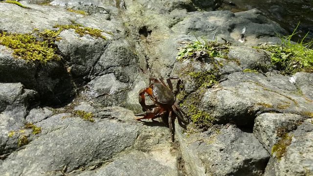 The river crab crawls over the rocks to the crystal water