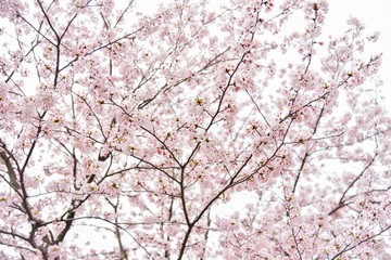 Fototapeta premium Cherry Blossom Trees at Beppu Park in Oita Prefecture